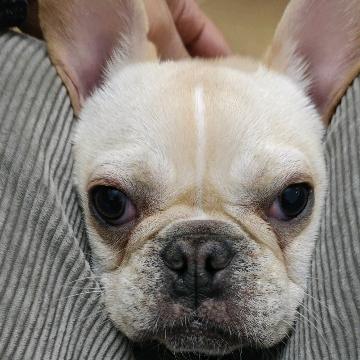 卖地板的小男孩