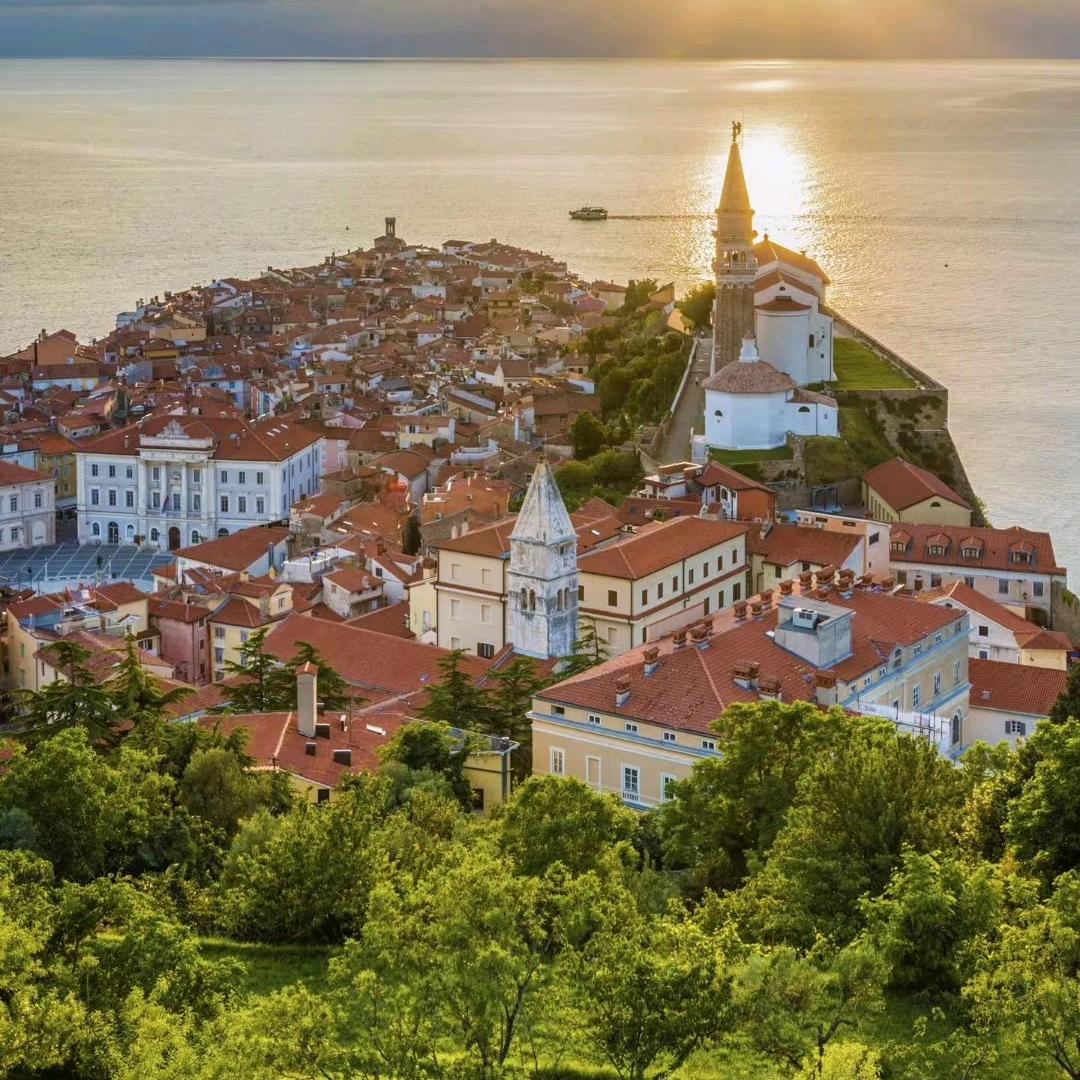 夜空守望者林中白狼