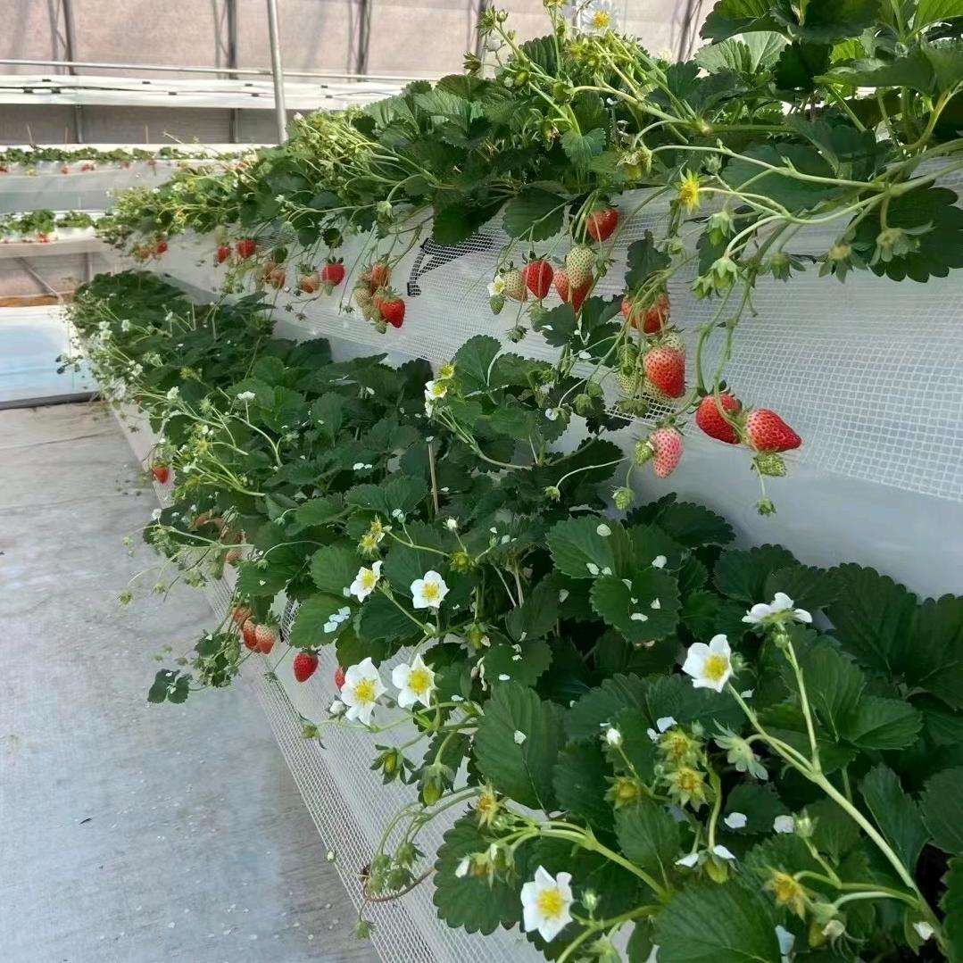 草莓哥（圣城杏树小院）