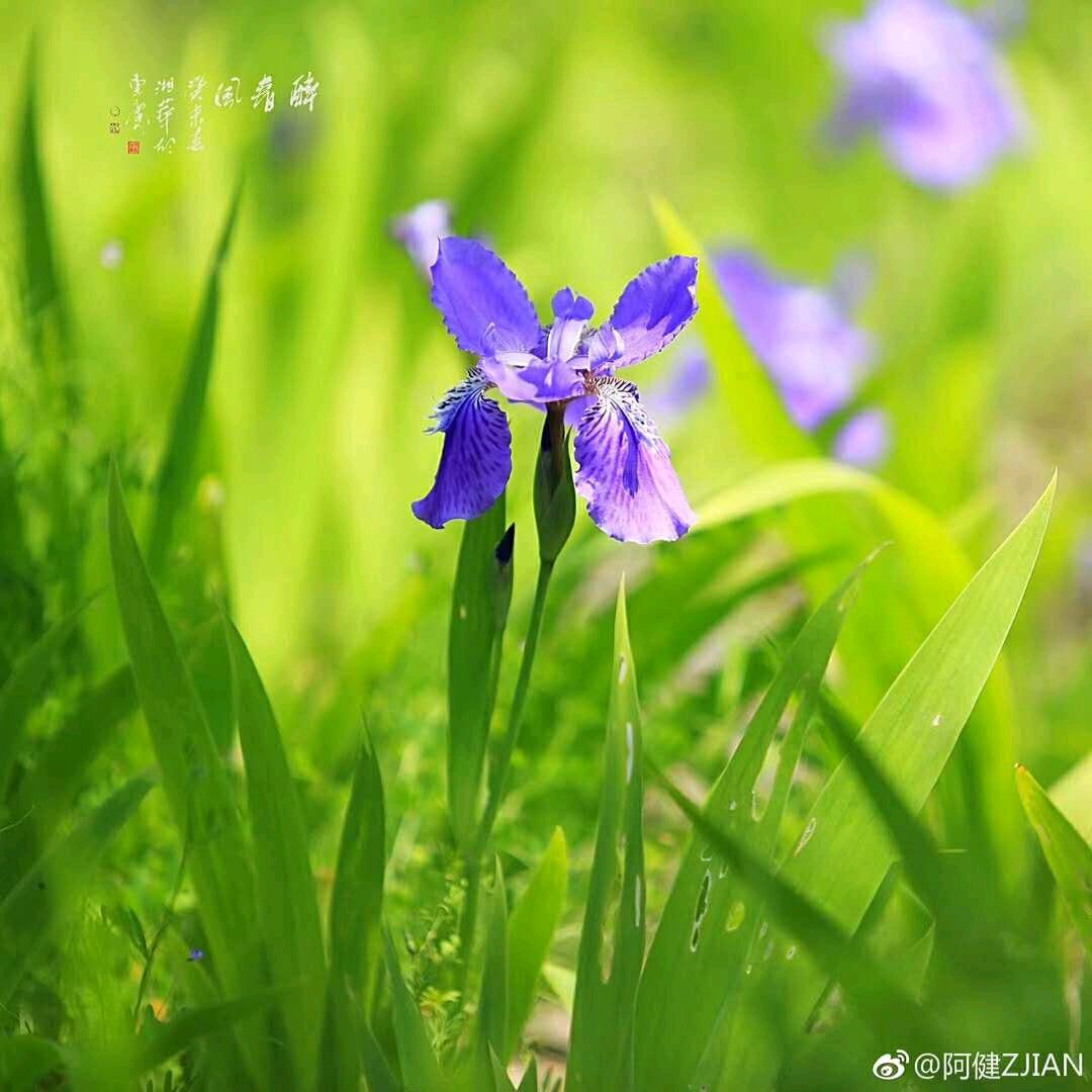 玉成