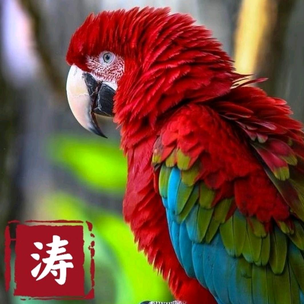 涛哥鹦鹉（户外放飞）