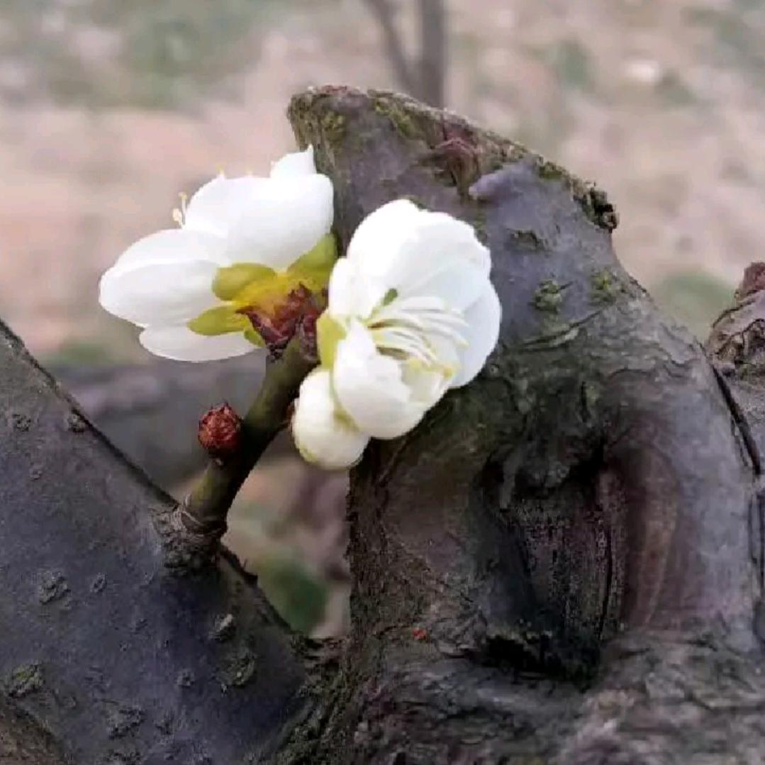 波澜不惊