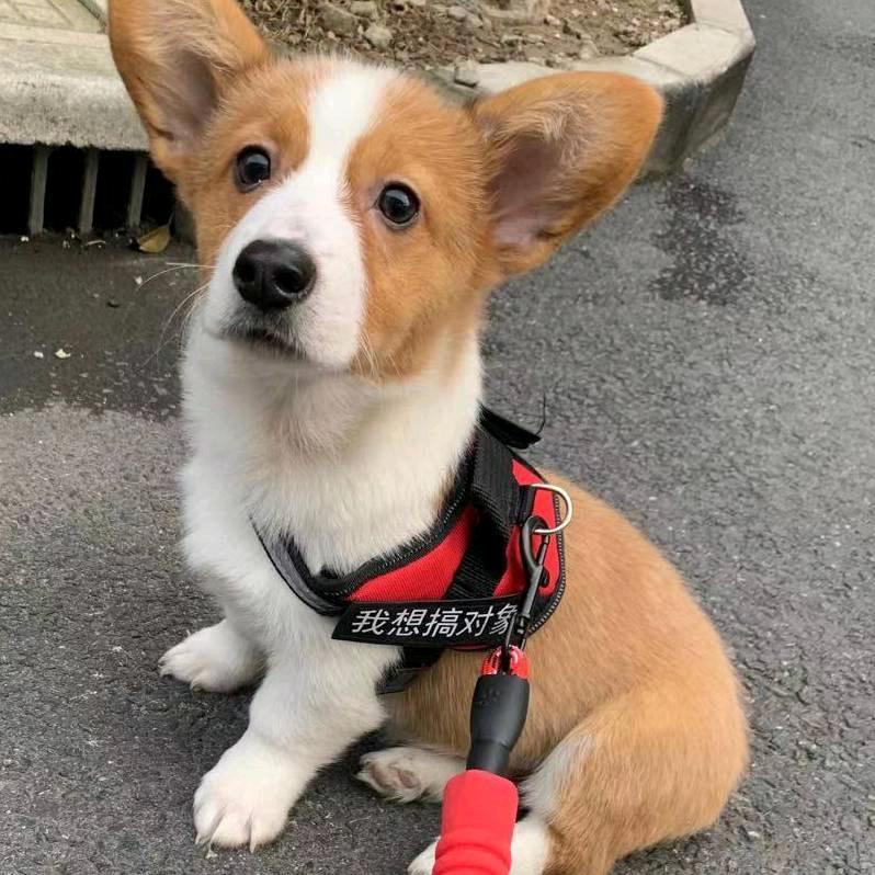 狗叔……🐕🐕🐕