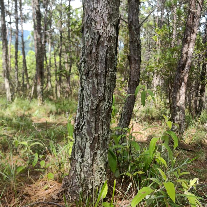 爱情小哥《兰》