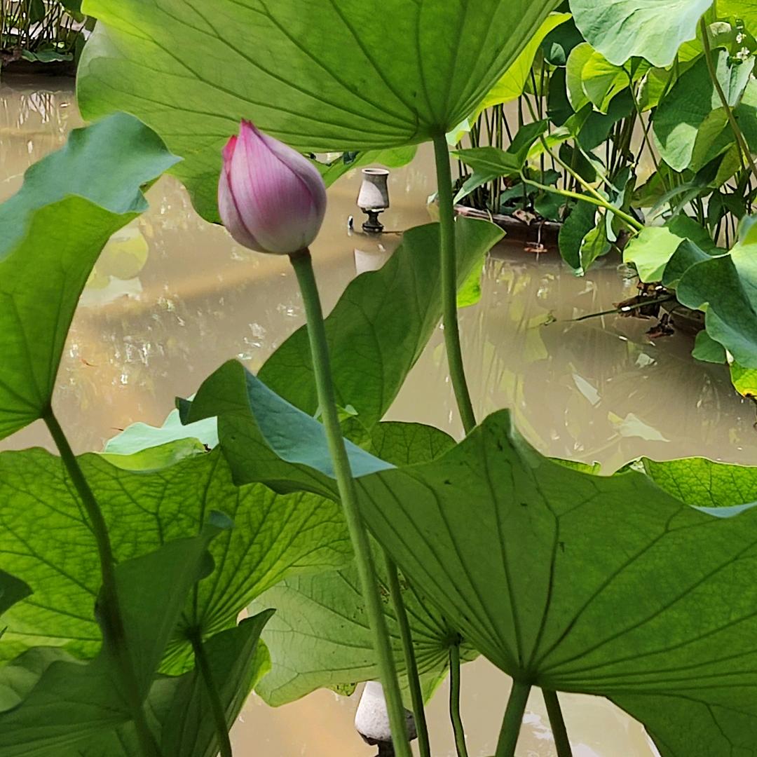 兖州老板电器🌹🌹🌹