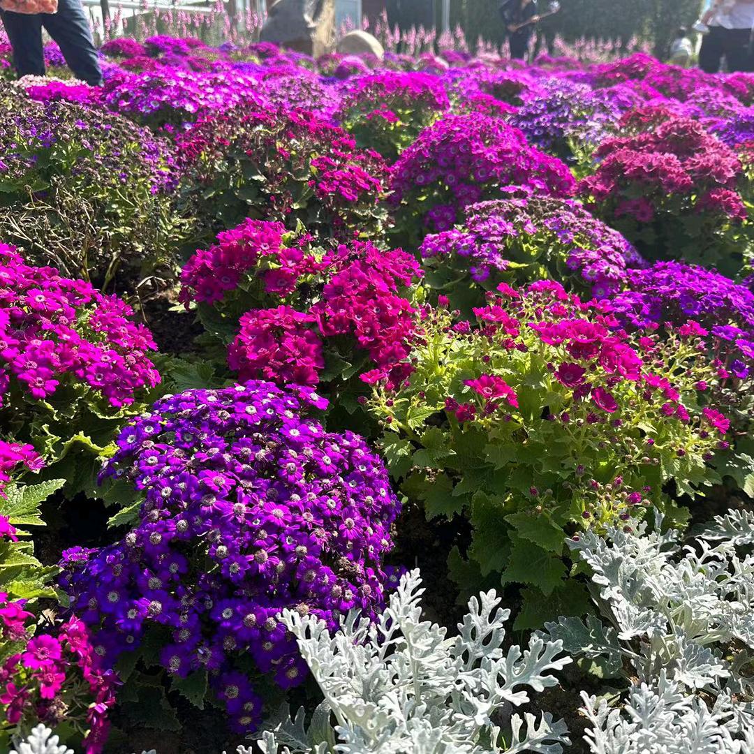 浅若《雯》夏沫