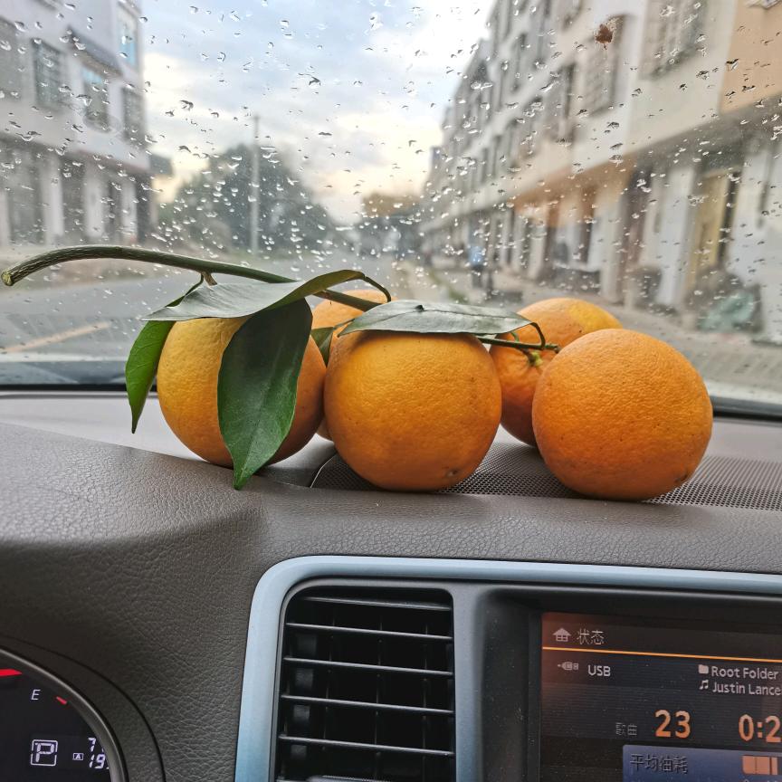 青菜萝卜青菜