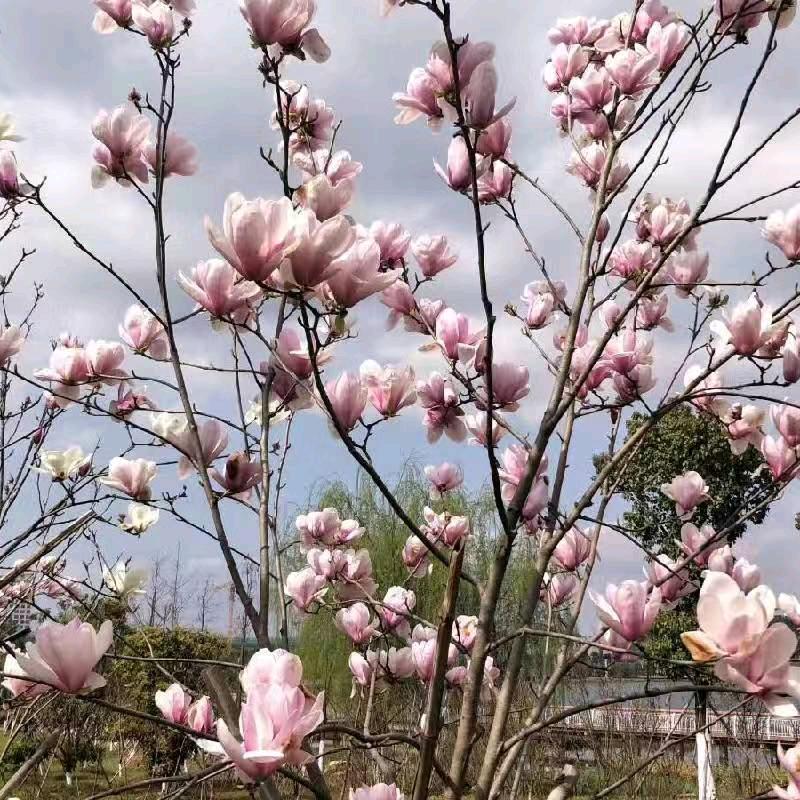 生活要漂亮一点