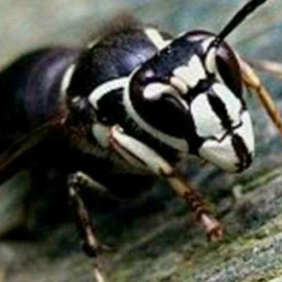 行者蜂缘