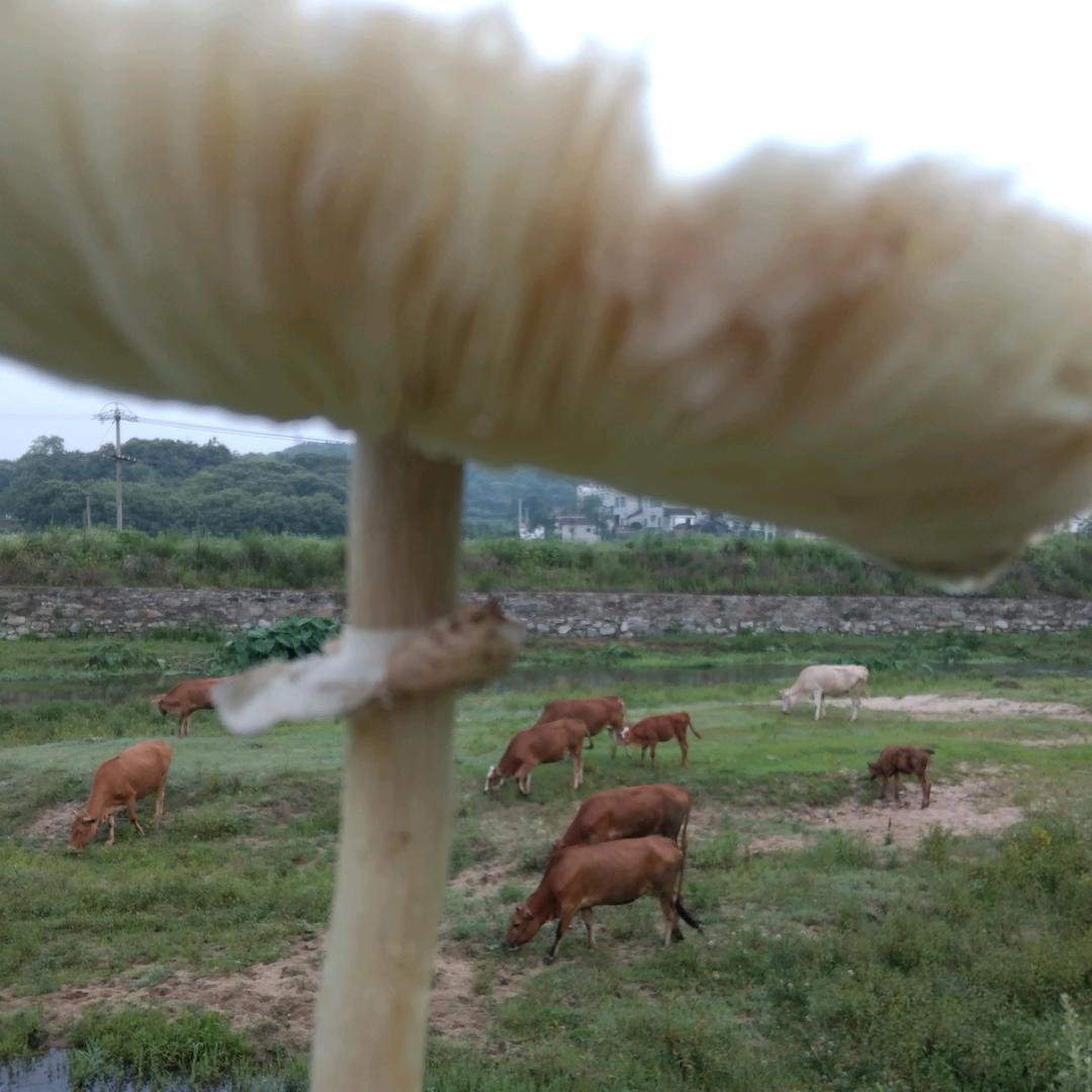 金哥养殖合作社(户外直播)