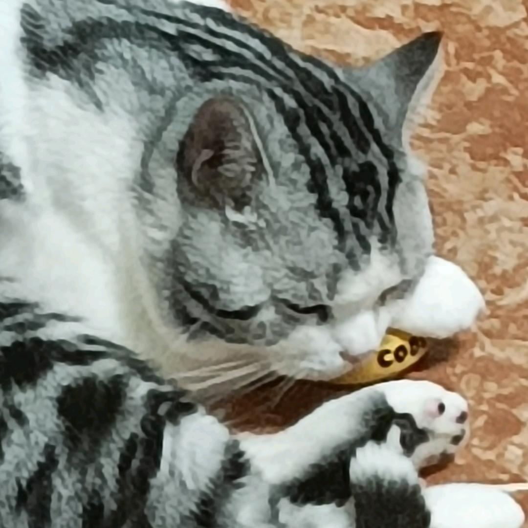 胡豆丁