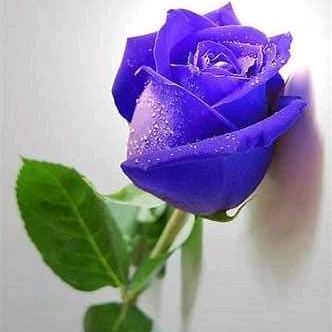 用户紫色玫瑰