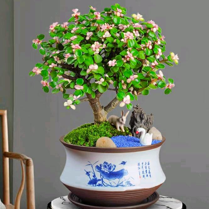 风景