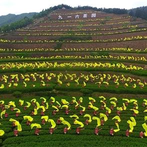 舒城县锦香源茶行