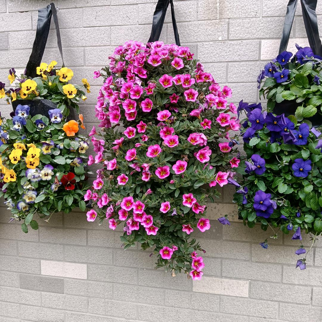 🍀🍀素素🌺🌺