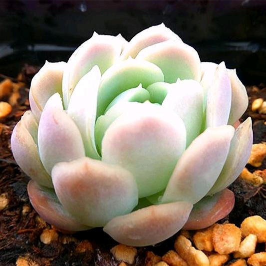 小龙女多肉花卉