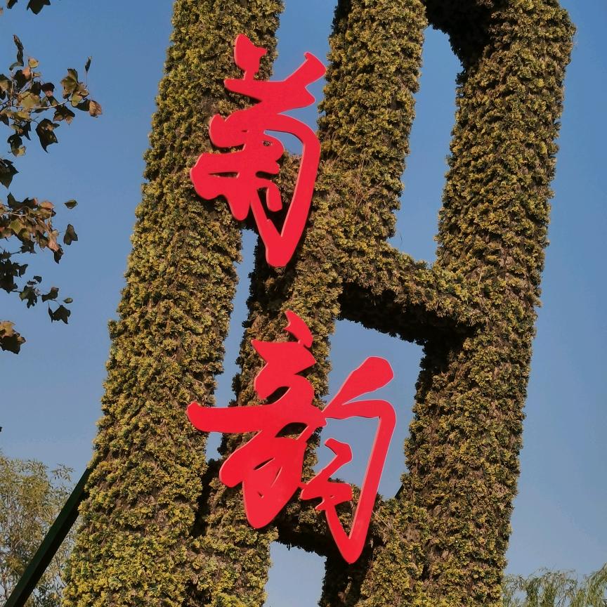 菊韵