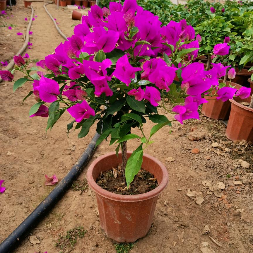 月季菊花园花卉批发