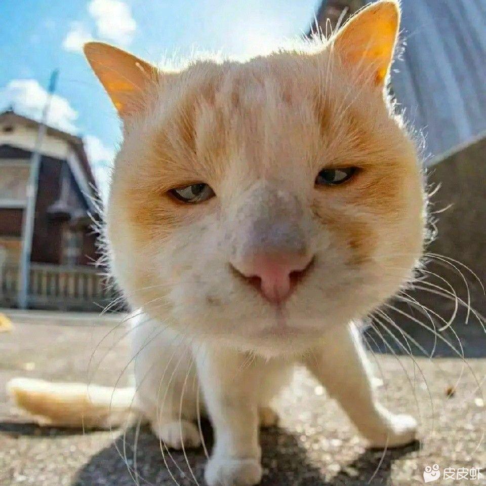 愤怒小锅盖