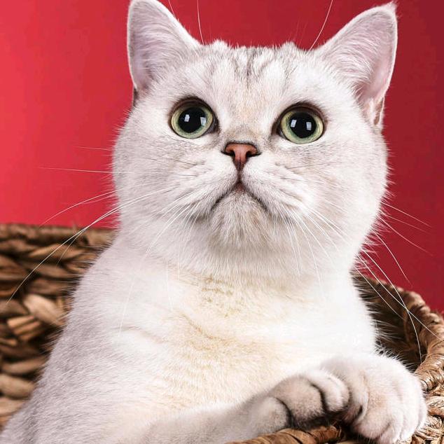 大爷家V肥猫