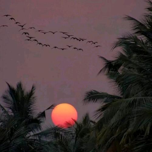 清风明月(๑><๑）