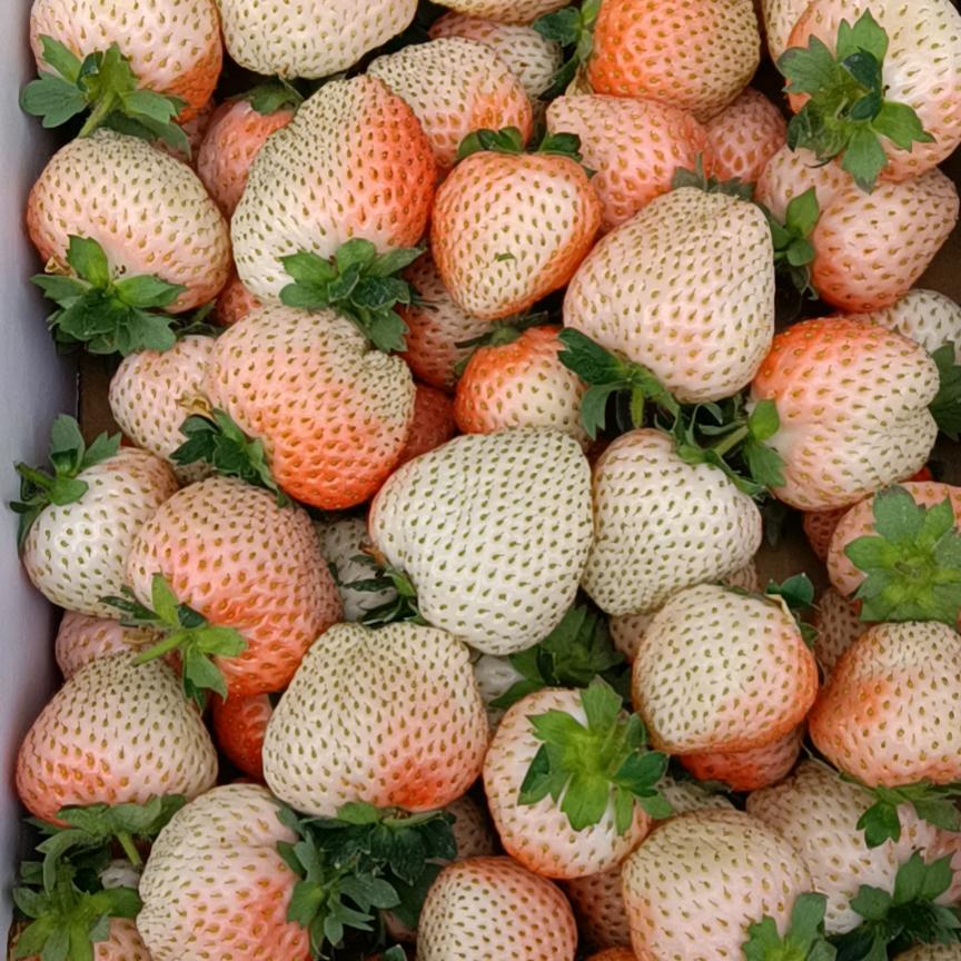 专业代收草莓！小吊瓜！西瓜！