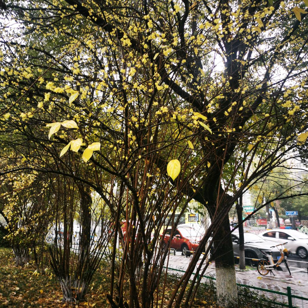 莲花🎀