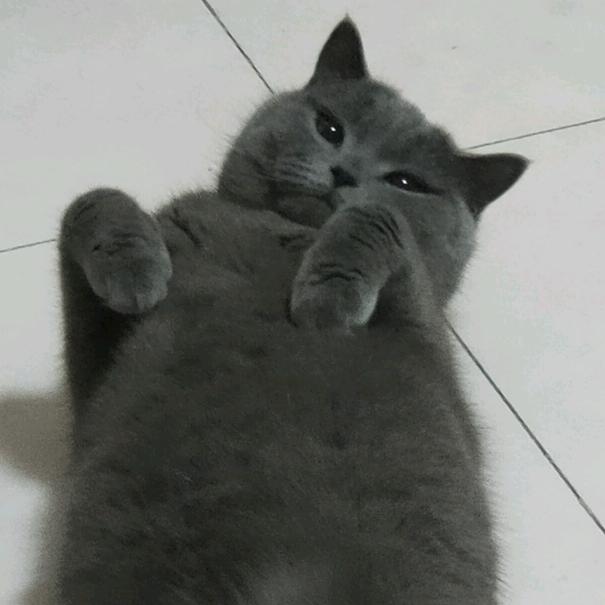 咪咪崽崽喵喵叫