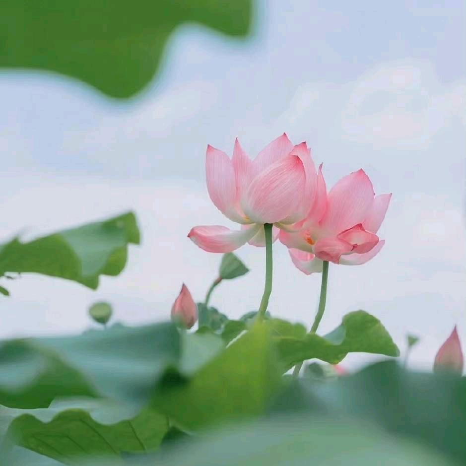 阜成路CAD☀️⁹⁷⁸⁸