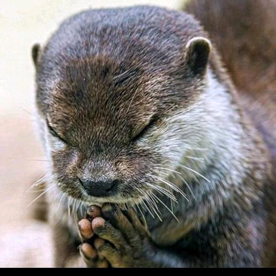 情不知所起  而 一王情深