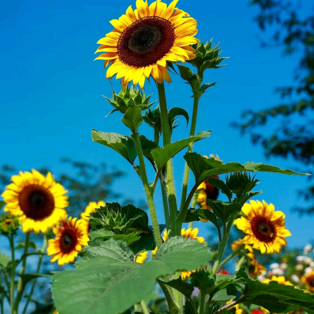 多喝苏打水🌸🌸