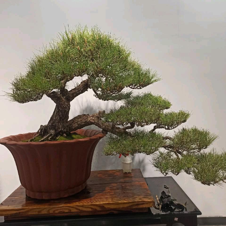 艺景阁盆景