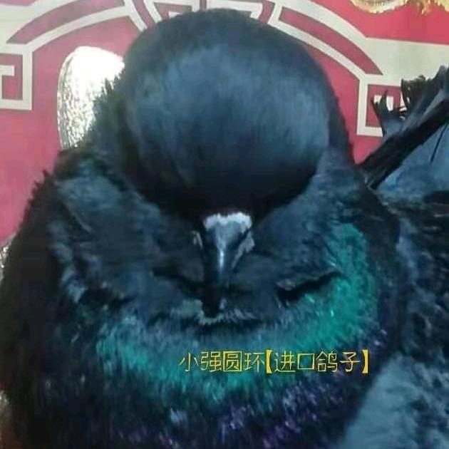 项城小强