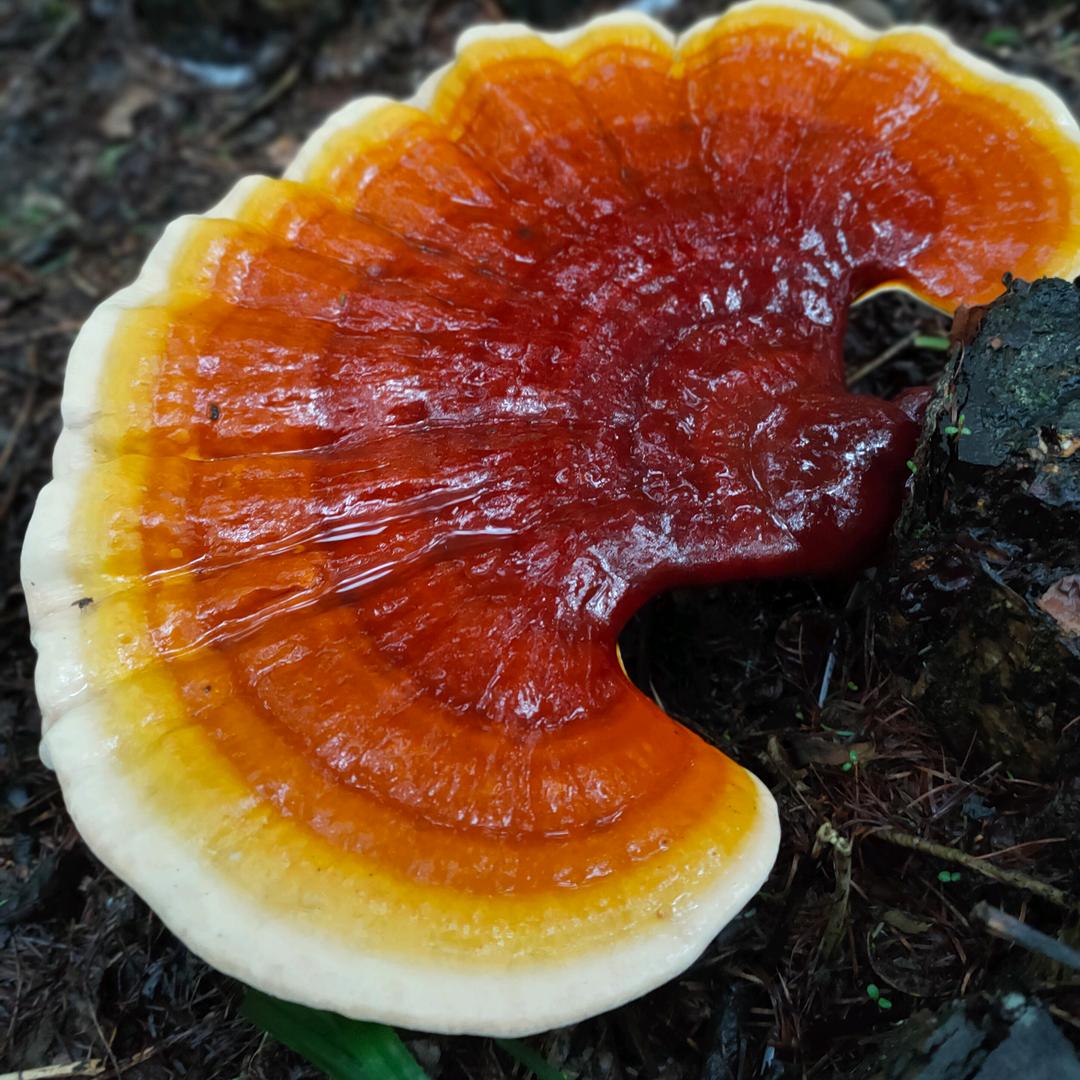 成成特产参茸行