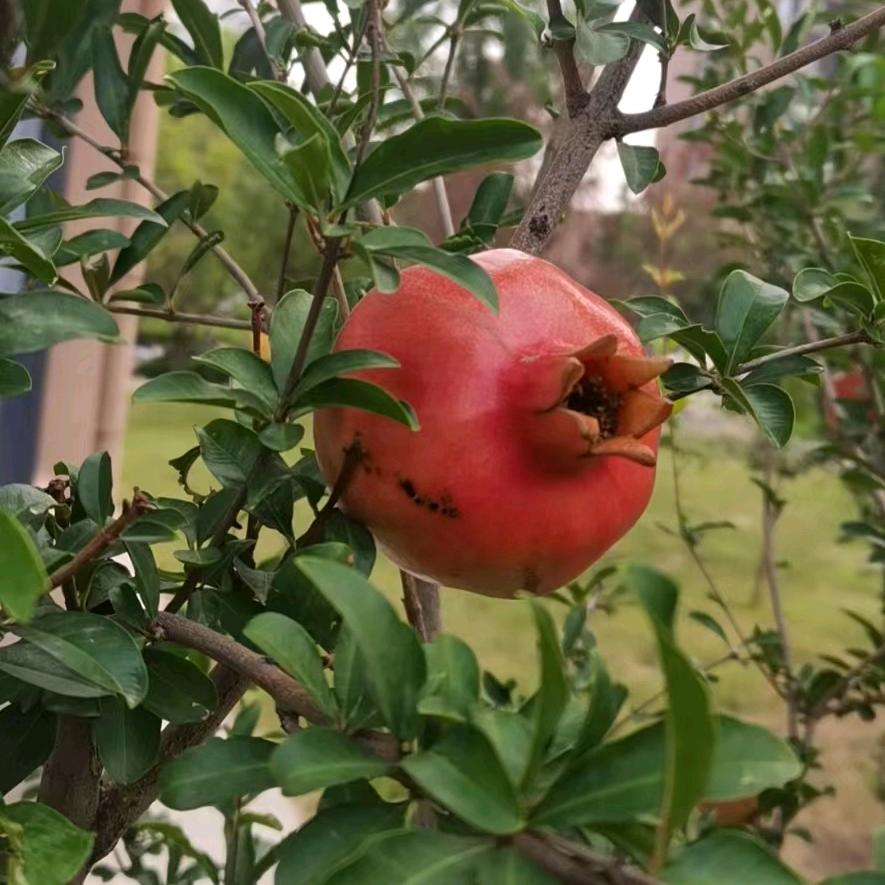 含羞草