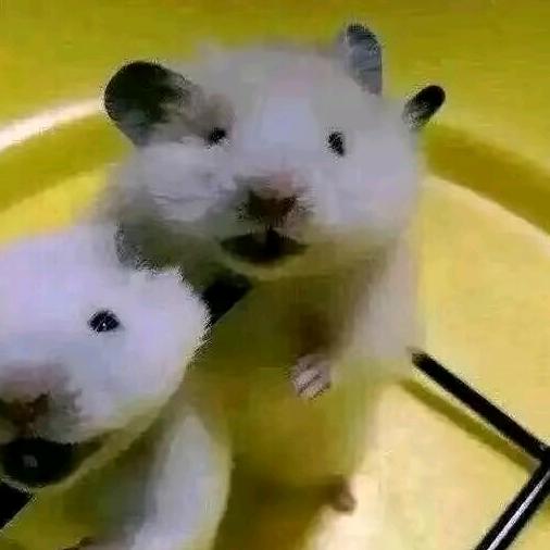 喜歡溧溧的溧溧薯