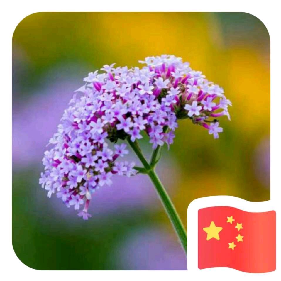 我的棒棒糖