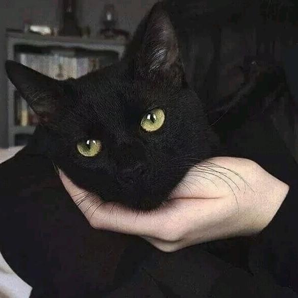 仐彡
