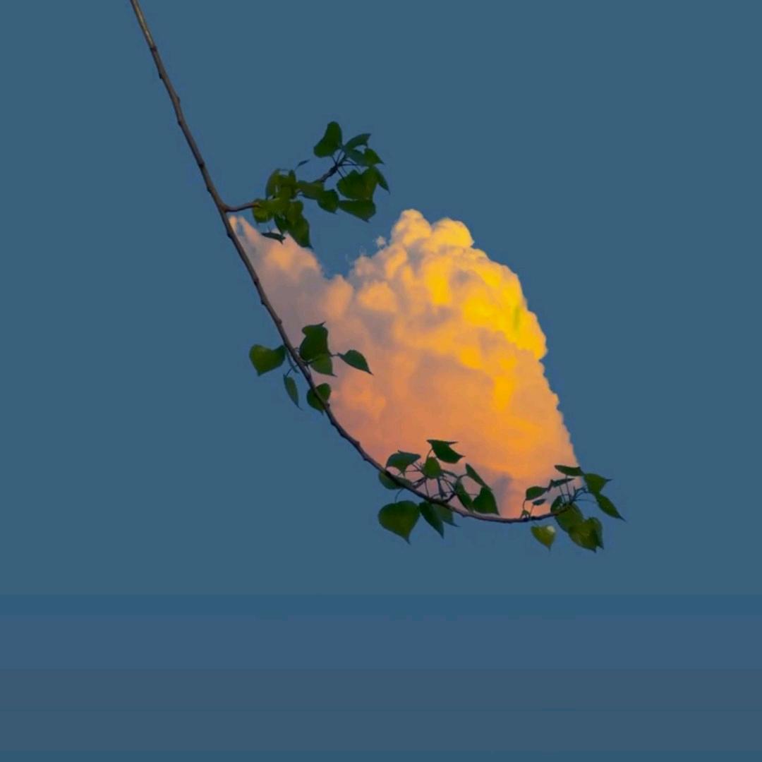 火汤菌