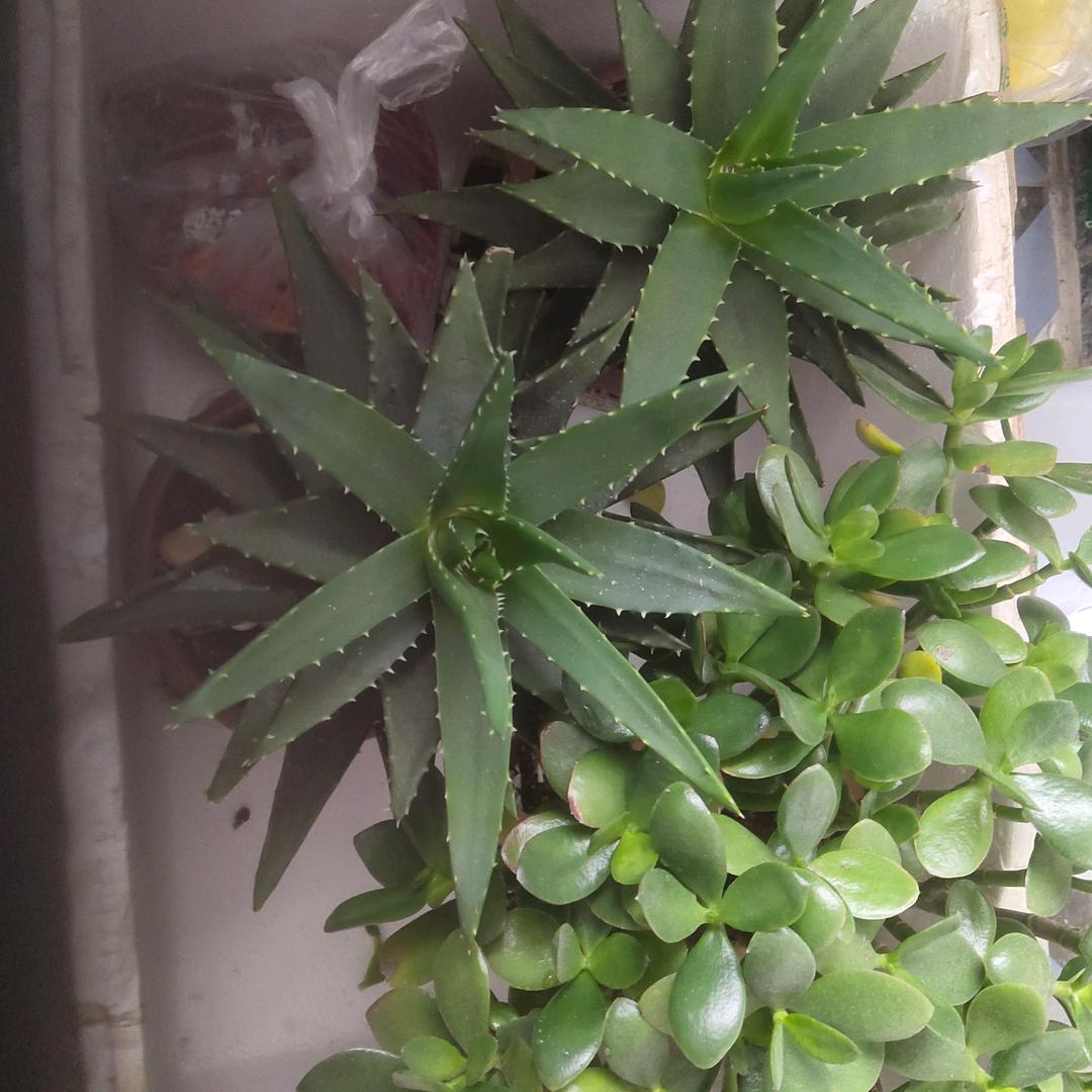 世界美好