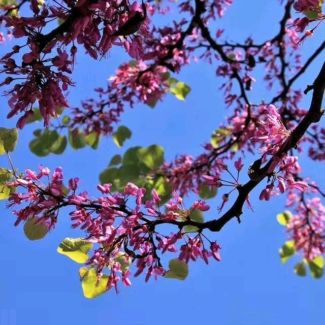 自由鸟