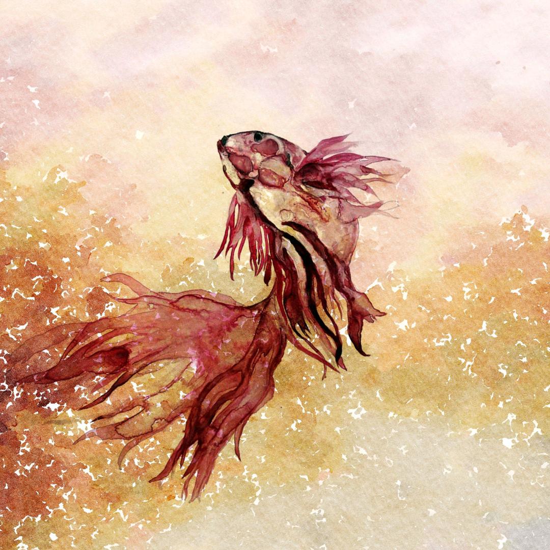 朝世说斗鱼s-betta