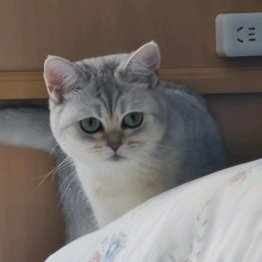 津舛