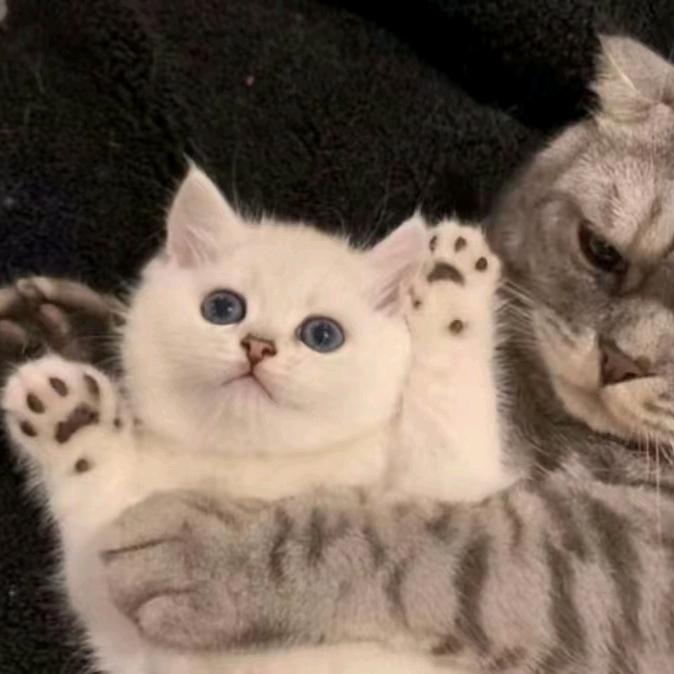 苏加德的旗木酱