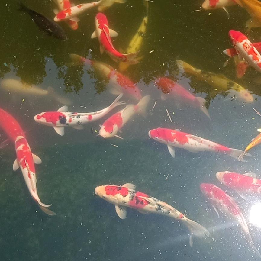 苍天懂人意