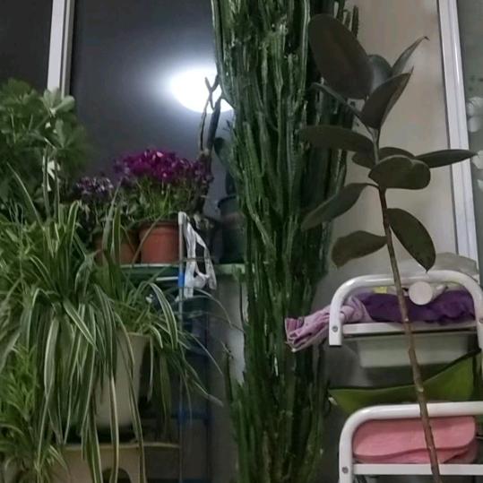 一叶舟