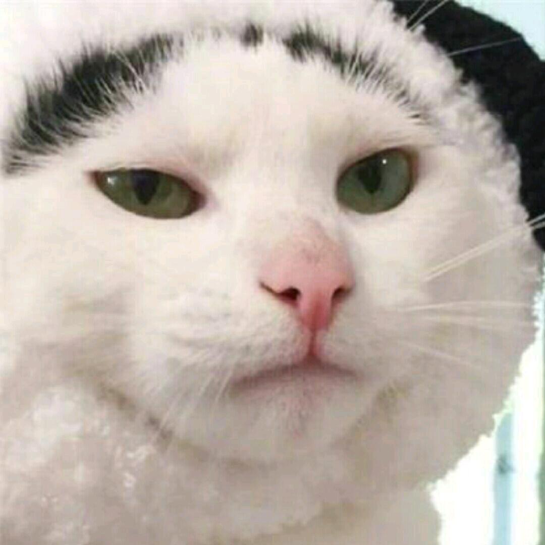 梅飞色舞
