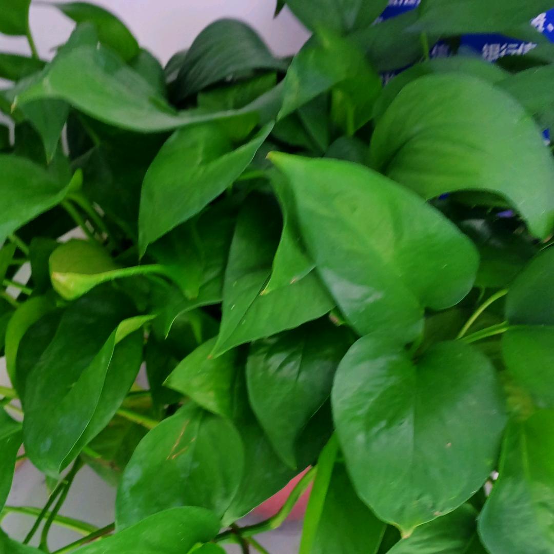 大杨镇蔬菜水果批发-徐影