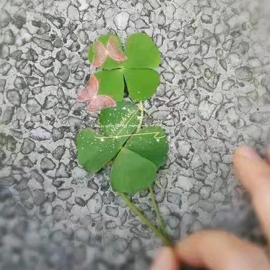 巍wei🍀D.W头像