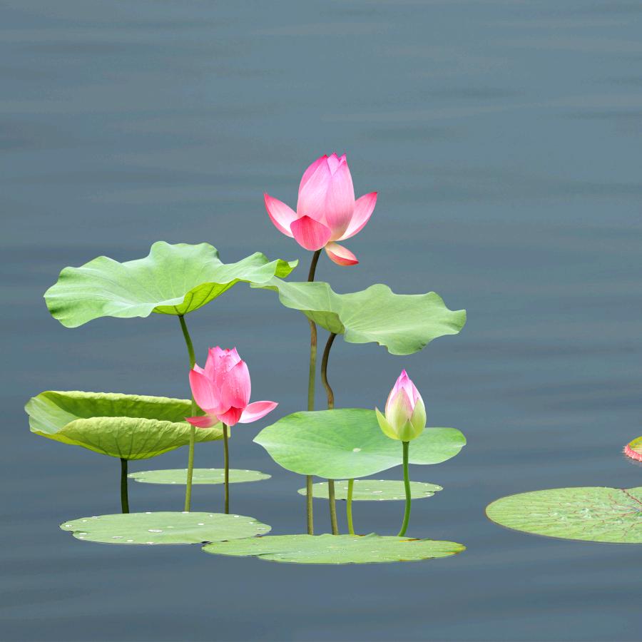 沉默是金